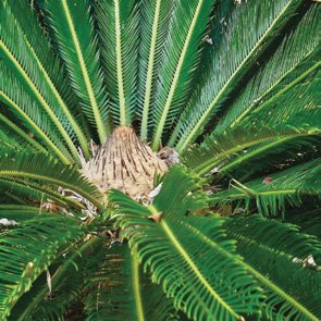 Zellige Nature — modèle 02 — couleur dominante Vert Palmeraie